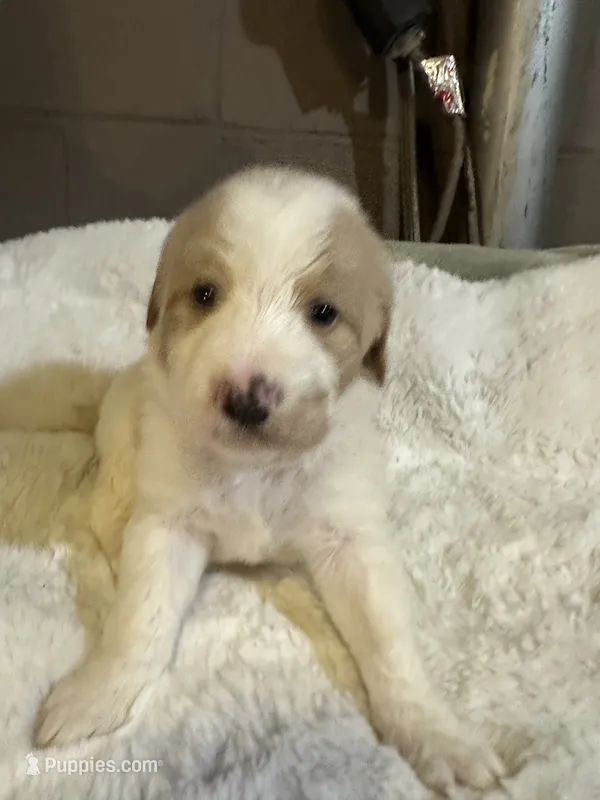 Light pink – Bernedoodle puppy for sale in Oswego, NY