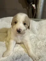Light pink, a female Bernedoodle for sale in Oswego, NY – 1 of 10