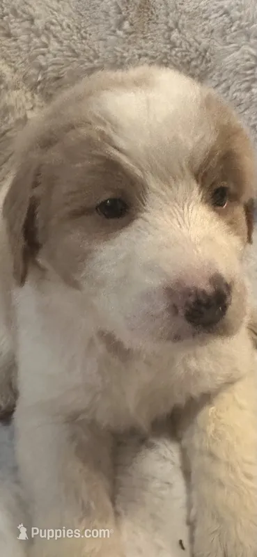 Light pink – Bernedoodle puppy for sale in Oswego, NY