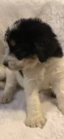 Purple, a female Bernedoodle for sale in Oswego, NY – 2 of 5