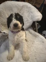 Purple, a female Bernedoodle for sale in Oswego, NY – 4 of 5