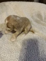 Little one, a male Bernedoodle for sale in Oswego, NY – 5 of 5