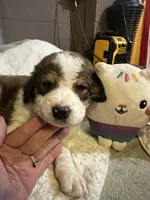 Dark green , a male Bernedoodle for sale in Oswego, NY – 2 of 8