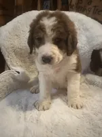 Dark green , a male Bernedoodle for sale in Oswego, NY – 4 of 8