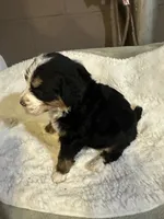 Pink, a female Bernedoodle for sale in Oswego, NY – 4 of 5