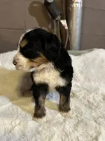 Pink, a female Bernedoodle for sale in Oswego, NY – 5 of 5
