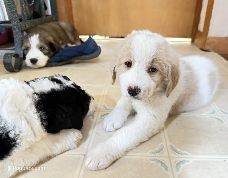 Light pink – Bernedoodle puppy for sale in Oswego, NY