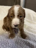 Light blue, a male Bernedoodle for sale in Oswego, NY – 3 of 5