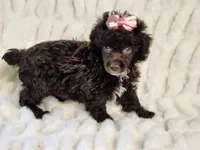 Skylar, a female Poodle - Toy  for sale in Brashear, TX – 2 of 2