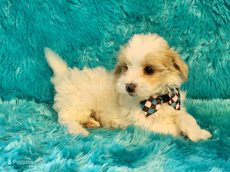 Popcorn – Maltipoo puppy for sale in Brashear, TX