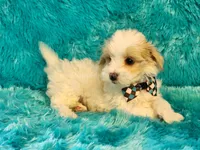 Popcorn, a male Maltipoo for sale in Brashear, TX – 1 of 2