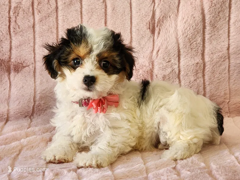 Cricket – Yorkipoo puppy for sale in Brashear, TX