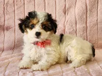 Cricket, a female Yorkipoo for sale in Brashear, TX – Photo 1 of 2