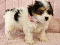 Cricket, a female Yorkipoo for sale in Brashear, TX – Photo 2 of 2