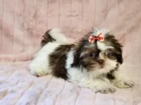 Penny, a female Shih Tzu for sale in Brashear, TX – 2 of 3