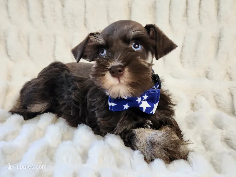 Presley – Miniature Schnauzer puppy for sale in Brashear, TX