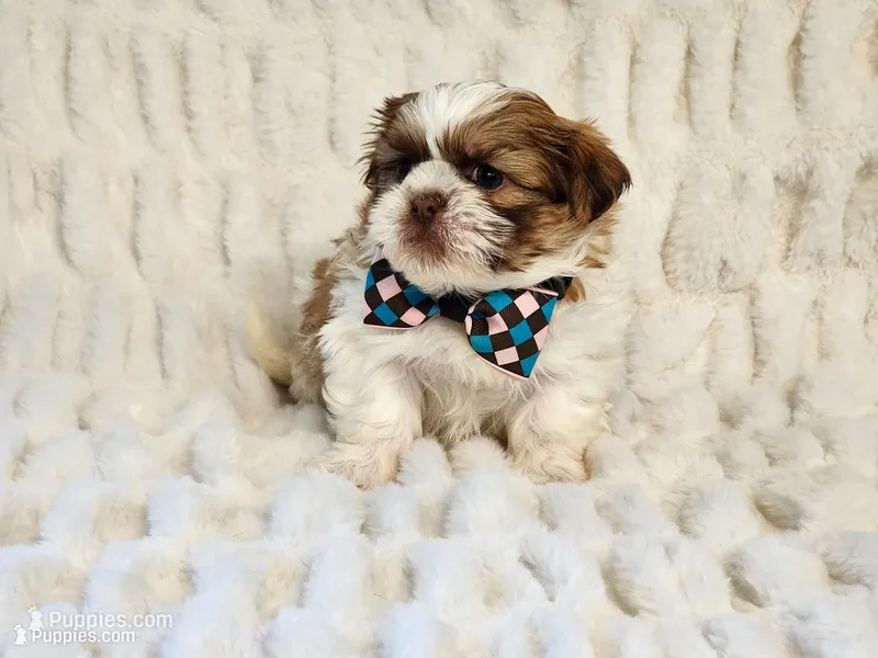 Snickers – Shih Tzu puppy for sale in Brashear, TX