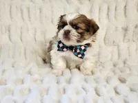Snickers, a male Shih Tzu for sale in Brashear, TX – 2 of 2