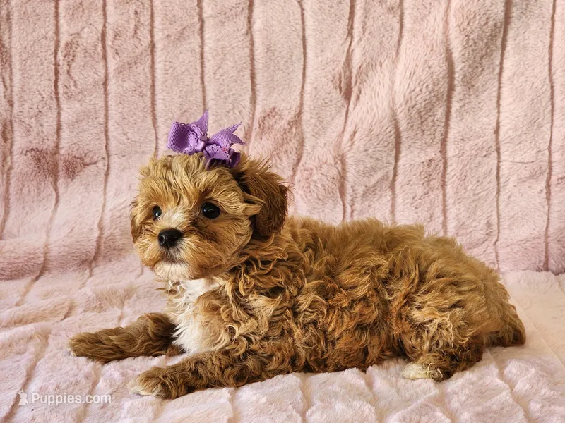 Cinnamon – Yorkipoo puppy for sale in Brashear, TX