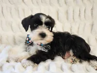 Crusier, a male Miniature Schnauzer for sale in Brashear, TX – 2 of 3