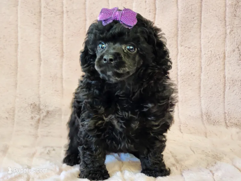 Duchess – Poodle - Toy  puppy for sale in Brashear, TX