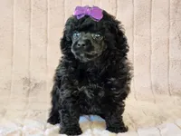 Duchess, a female Poodle - Toy  for sale in Brashear, TX – 1 of 2