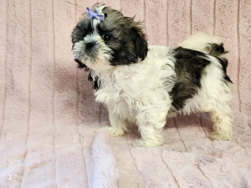 Muffin  – Shih Tzu puppy for sale in Brashear, TX