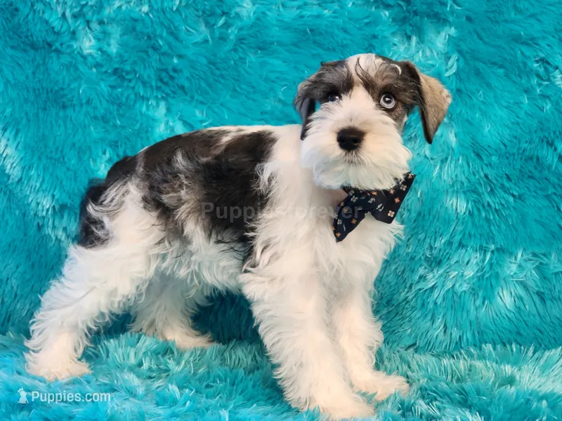 Sailor – Miniature Schnauzer puppy for sale in Brashear, TX
