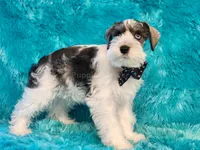 Sailor, a male Miniature Schnauzer for sale in Brashear, TX – 1 of 2