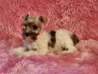 Gretchen, a female Miniature Schnauzer for sale in Brashear, TX – 2 of 2