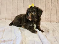 Puddles, a female Schnoodle for sale in Brashear, TX – 2 of 2