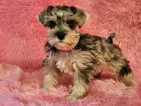 Sky, a female Miniature Schnauzer for sale in Brashear, TX – 2 of 2