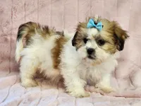 Jasmine, a female Mal Shi for sale in Brashear, TX – Photo 1 of 2