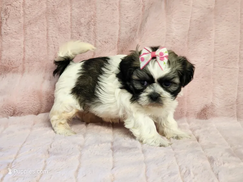Muffin – Shih Tzu puppy for sale in Brashear, TX