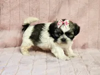 Muffin, a female Shih Tzu for sale in Brashear, TX – 1 of 2