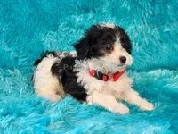Mickey, a male Maltipoo for sale in Brashear, TX – 2 of 2