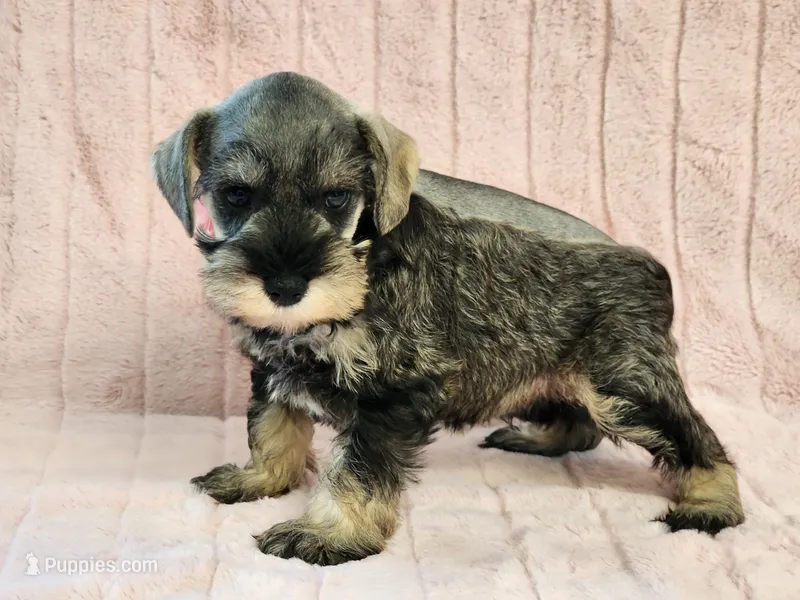 Chelsea – Miniature Schnauzer puppy for sale in Brashear, TX