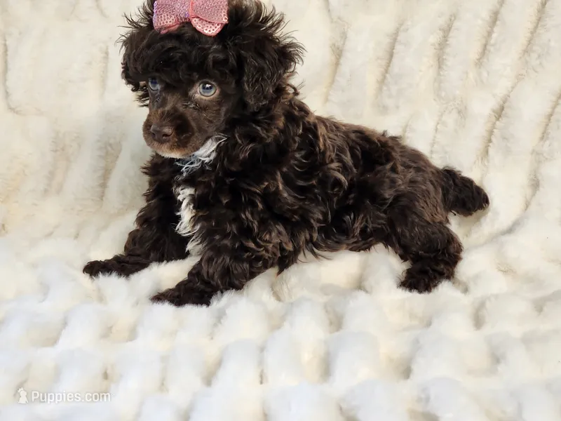 Skylar – Poodle - Toy  puppy for sale in Brashear, TX