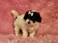 Lily, a female Maltipoo for sale in Brashear, TX – 1 of 2