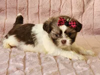 Tinkerbell, a female Shih Tzu for sale in Brashear, TX – Photo 2 of 2