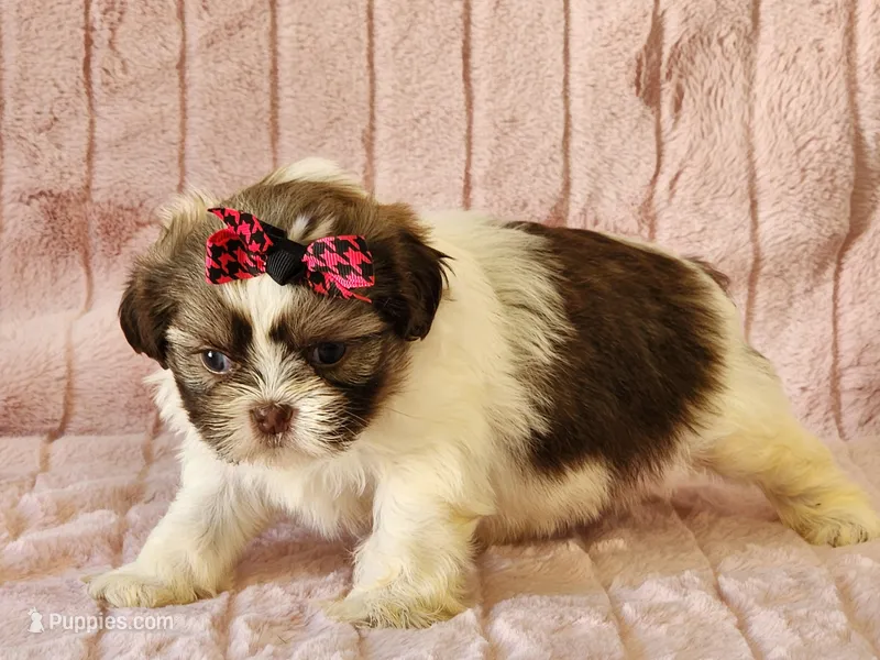 Tinkerbell – Shih Tzu puppy for sale in Brashear, TX