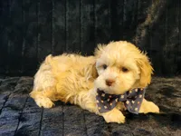Cashew, a male Shihpoo for sale in Brashear, TX – 2 of 2