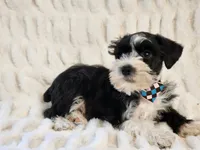 Crusier, a male Miniature Schnauzer for sale in Brashear, TX – 3 of 3