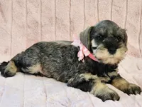 Chelsea, a female Miniature Schnauzer for sale in Brashear, TX – 2 of 2