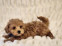 Mickey, a male Maltipoo for sale in Brashear, TX – 2 of 2