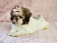 Cookie, a female Shih Tzu for sale in Brashear, TX – Photo 2 of 2