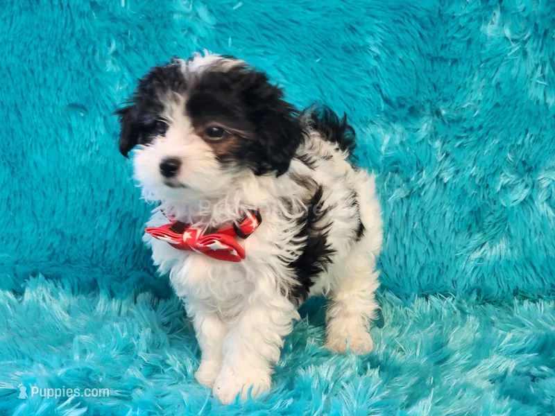 Mickey – Maltipoo puppy for sale in Brashear, TX