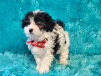 Mickey, a male Maltipoo for sale in Brashear, TX – 1 of 2