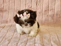 Cookie, a female Shih Tzu for sale in Brashear, TX – Photo 2 of 3