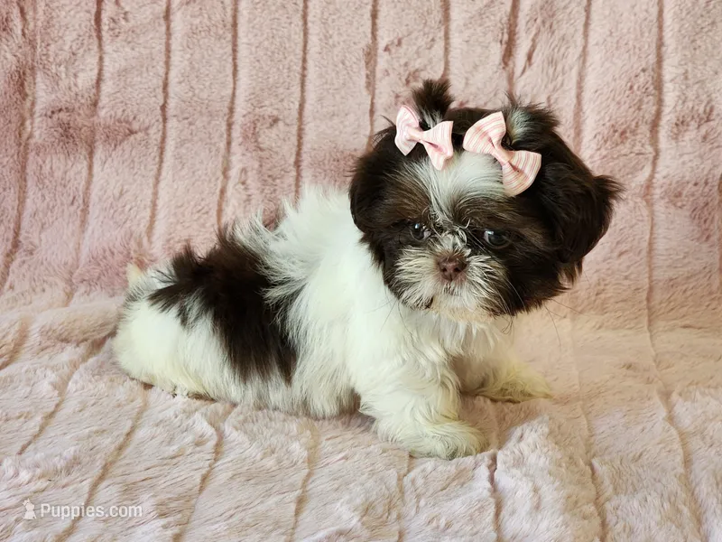 Cookie – Shih Tzu puppy for sale in Brashear, TX